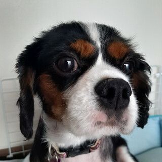 キャバリア　あぶちゃん