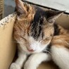 三毛　なごしん