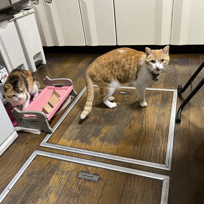 三毛　なごしんのカバー写真