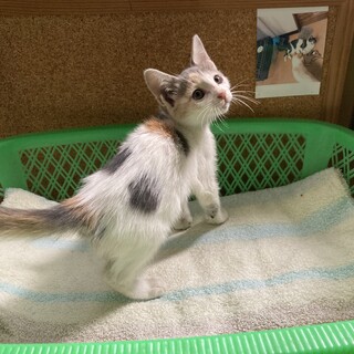 譲渡会9/17 珍しい淡い色パステル三毛猫水玉柄