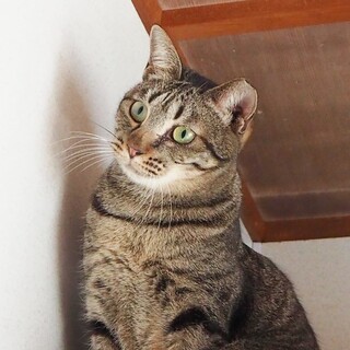 大人しくて可愛いキジのふにちゃん