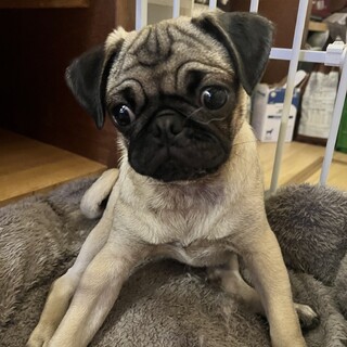 パグの女の子クリクリお目目の「アラレ」