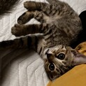 かわいい♡ベンガルミックス