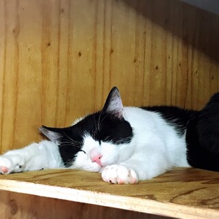 活発で優しい八割れ男子はるくん