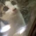 親猫1匹六月生まれ子猫5匹里親募集‼️