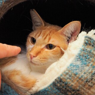 エイズキャリアだけど大人しくて懐こい