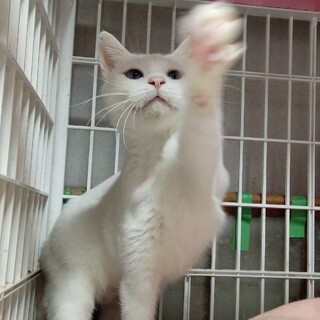 エイズキャリアだけど大人しく可愛い白猫チーズちゃん