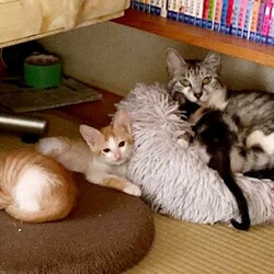 in春日井市☆続々・何と子猫が50匹～子猫の大祭！☆2023年9月2日（土）～ ちーむ にゃいんず