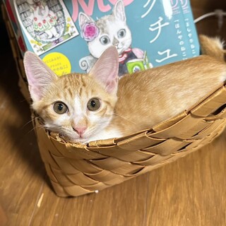 わんぱく甘えん坊の「レオン」君