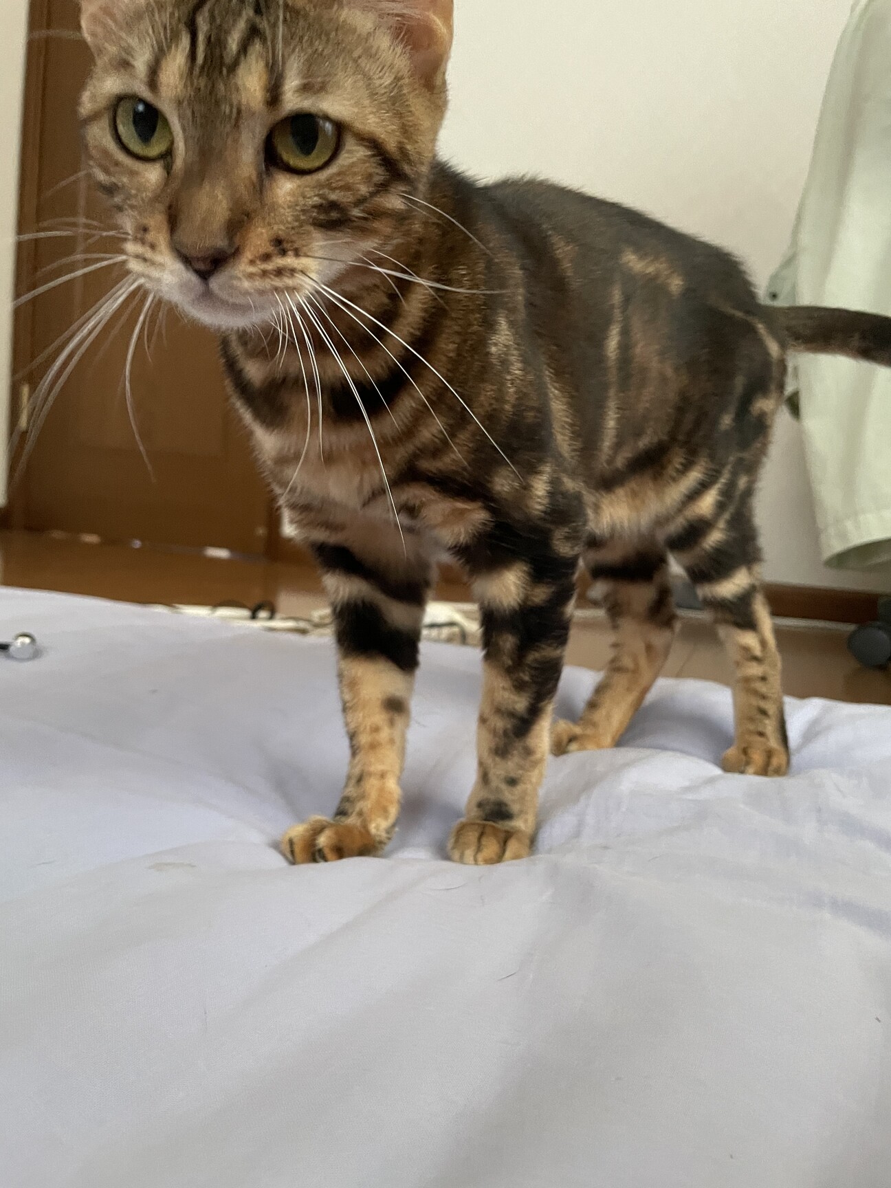 ベンガル猫のメス」富山県 - 猫の里親募集(467866) :: ペットのおうち