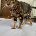ベンガル猫のメス
