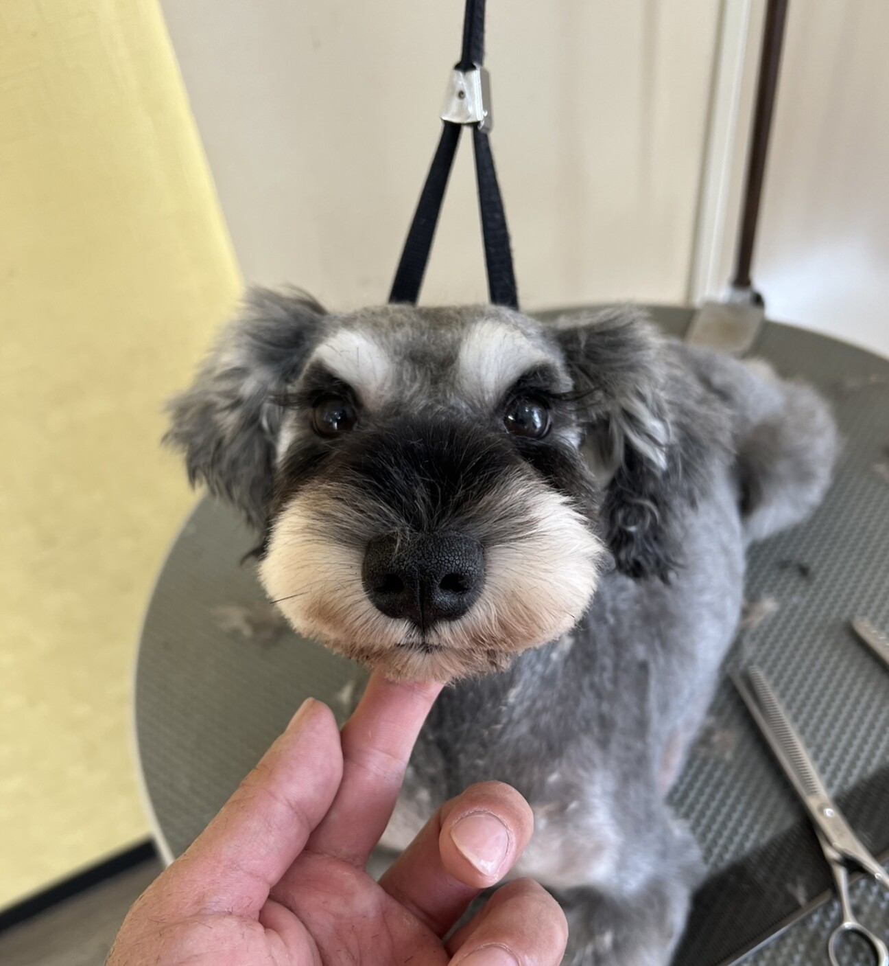 5歳のミニチュアシュナウ」三重県 - 犬の里親募集(467867