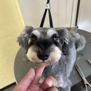 5歳のミニチュアシュナウザーの女の子