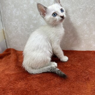 青い目の三姉妹！抱っこして抱きしめたい❤スイラン