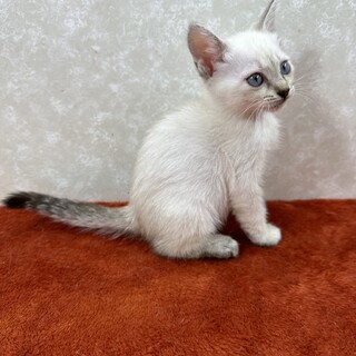 青い目の三姉妹！皆が一目惚れ❤シャオリン