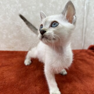 青い目の三姉妹！特技は肉球パンチ❤メイリン