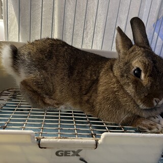 ネザーランドドワーフ♀11ヶ月 里親様募集