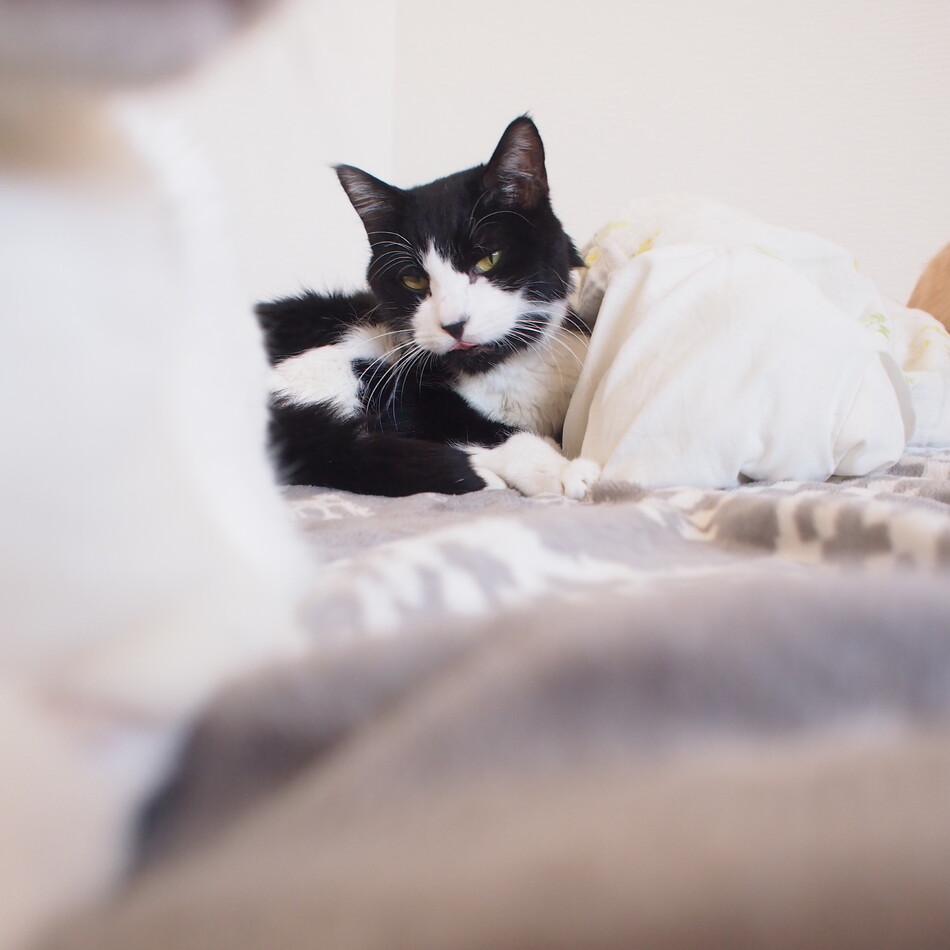 モナのカバー写真