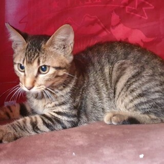 ちょっとツンデレな金ちゃんです！