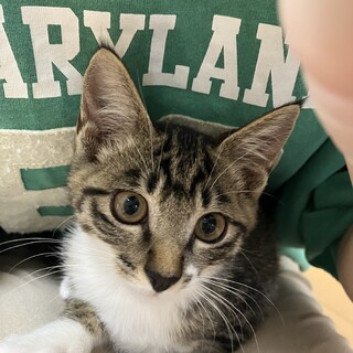 3ヶ月くらいの子猫