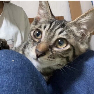 まだまだ子猫、甘えん坊でフレンドリーなコタロー