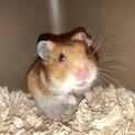 ゴールデンハムスター ノーマルメス1匹