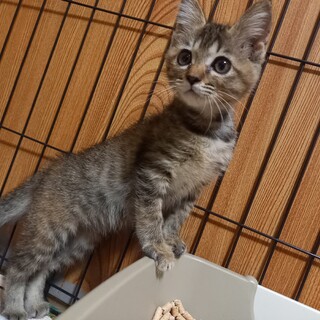 元気なキジトラの女の子(仮)　生後2~3ヶ月