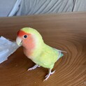 小桜インコのはるちゃんです！