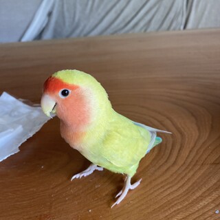 小桜インコのはるちゃんです！