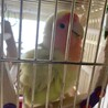 小桜インコのはるちゃんです！ サムネイル2