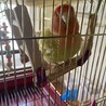 小桜インコのはるちゃんです！ サムネイル3