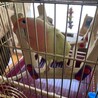 小桜インコのはるちゃんです！ サムネイル4