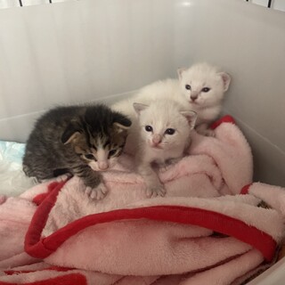 台風6号直撃前に保護した妊婦猫