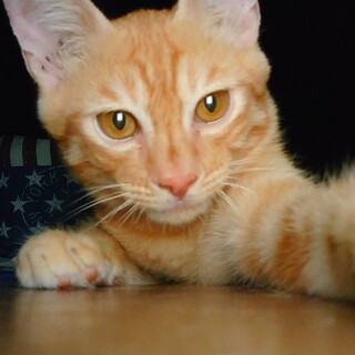 茶トラの男の子　4ヶ月