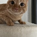 まんまる顔で可愛い茶トラ