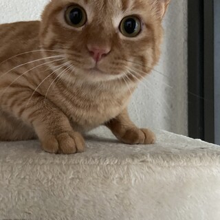 まんまる顔で可愛い茶トラ