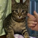 穏やかなキジトラ