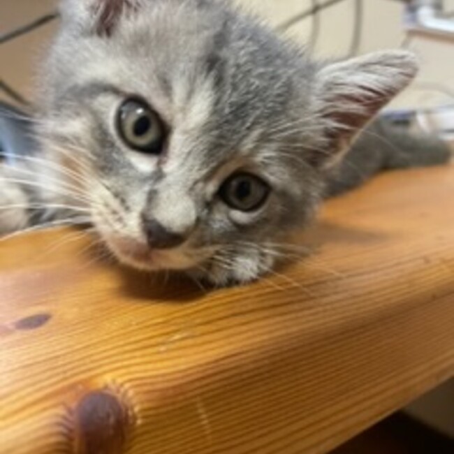 はちいろねこのカバー写真