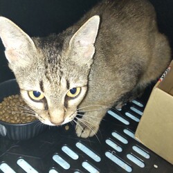 チャッピー保護日記２-1