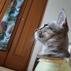 「チャッピー保護日記２-2」サムネイル2