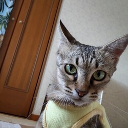 「チャッピー保護日記２-2」サムネイル3