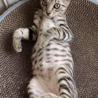 ■甘えん坊　天くん　FIVキャリア