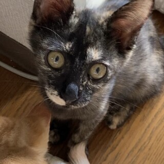 ※募集一時停止中■少しシャイガール爛ちゃん