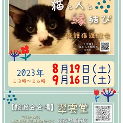 ★ 猫の譲渡会 in 稲荷町 ★