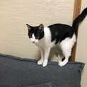 小柄なハチワレおてんば娘！