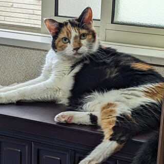 シニア猫　飼い主募集