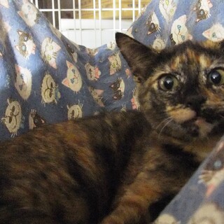 2023年5月生まれのサビ（♀）不妊手術済みです