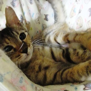 2023年5月生まれのキジ♀　不妊手術済み