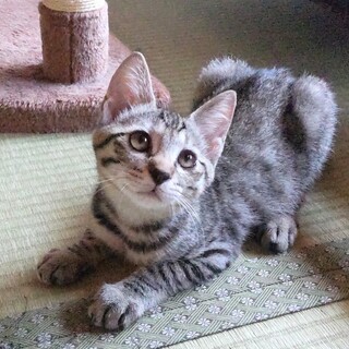 一緒にいたらきっと楽しい！わらびちゃん♪