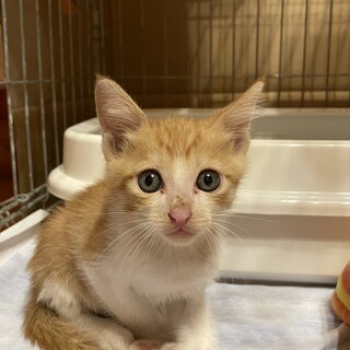 人懐っこい甘えん坊の男の子1ヶ月ちょっとです！